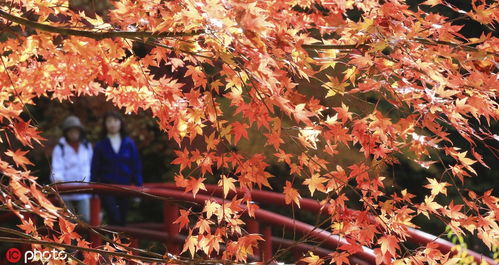 浪漫秋色關不住 日本岐阜紅楓滿園