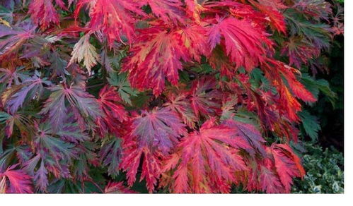 來自日本的珍稀園林觀賞楓樹 植物非試管高效快繁羽毛楓