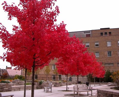 日本紅楓的病蟲害防治