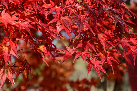 日本紅楓葉