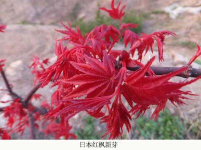日本紅楓雞血紅苗木|日本紅楓雞血紅|舜楓農林(在線咨詢)