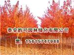 河南紅點(diǎn)紅楓:想買品種好的紅點(diǎn)紅楓上哪-泰安韻可園林綠化提供河南紅點(diǎn)紅楓:想買品種好的紅點(diǎn)紅楓上哪的相關(guān)介紹、產(chǎn)品、服務(wù)、圖片、價(jià)格美國(guó)紅點(diǎn)紅楓扦插苗、美國(guó)紅點(diǎn)紅楓扦插苗、金冠黃楊小苗、山東紅火箭紫薇樹(shù)苗、日本紅楓黃金楓價(jià)格、歐洲紅楓基地、