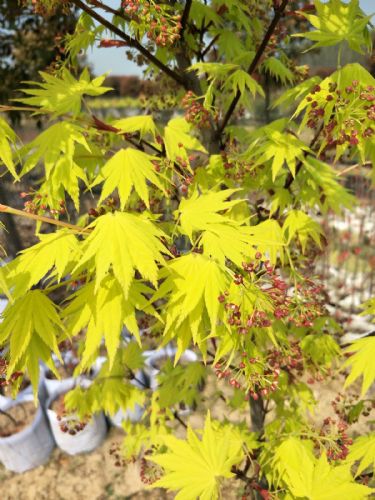 高檔庭院植物日本楓樹(shù)約旦生產(chǎn)基地
