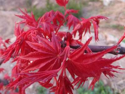 三季紅楓和紅舞姬的區(qū)別在哪?