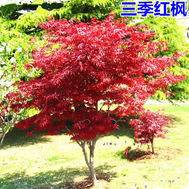 紅楓樹(shù)苗嫁接日本紅楓紅舞姬美國(guó)紅冠紅楓中國(guó)四.