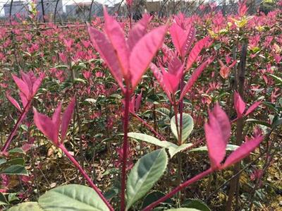 紅楓,美國紅楓,日本紅楓-五色彩桂:獲中國西部園林花木博覽會金獎-美國紅楓十月光輝|夕陽紅|紅冠|秋火焰|日本紅楓獅子頭、三河八房、紅三河批發(fā)【華石紅楓 tel:4006168511】-www.shmmw.com