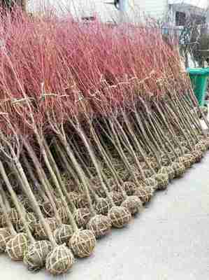 7公分日本紅楓什么價 8公分日本紅楓多少錢一棵