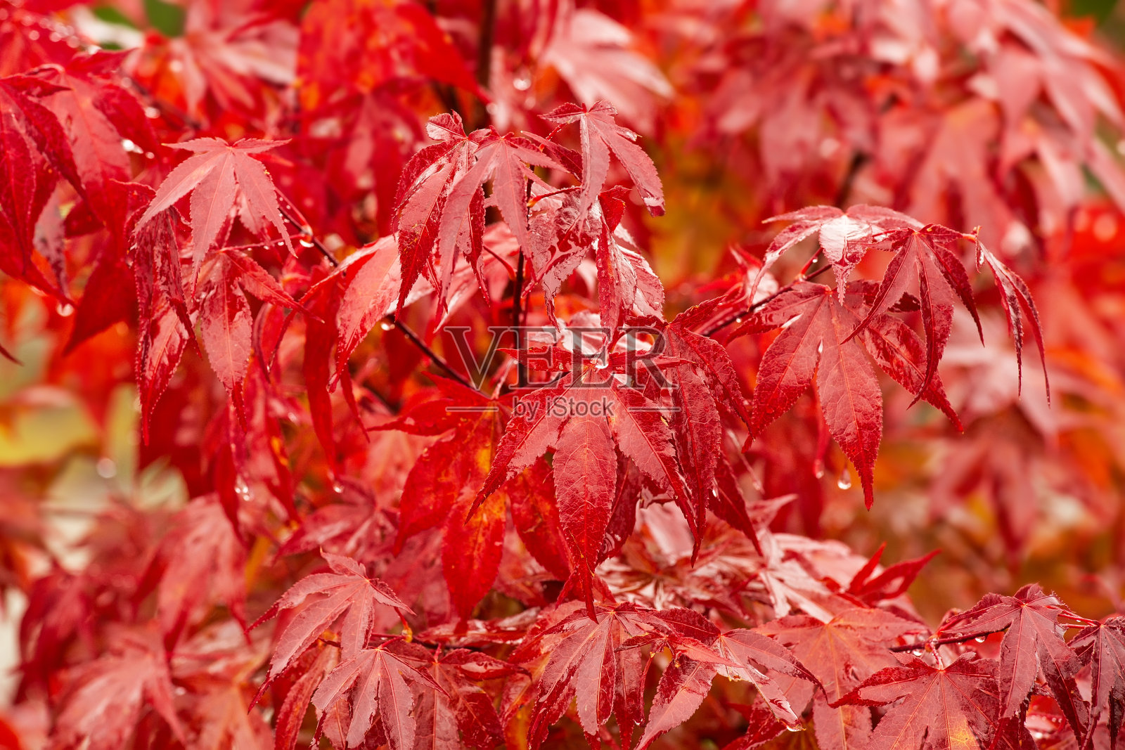 潮濕的日本紅楓樹,自然的戶外背景