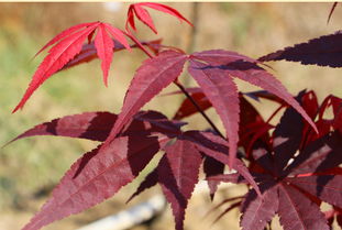 日本紅楓三季紅與日本紅楓紅舞姬的區別
