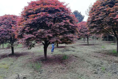 日本紅楓和美國紅楓哪個好,區別有幾點