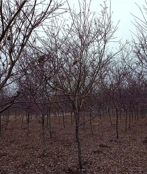 日本紅楓價格 江蘇日本紅楓基地