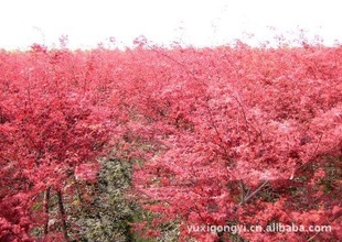 【小苗紅葉美人梅】價格、產品供應,小苗紅葉美人梅廠家批發列表2-1024商務網