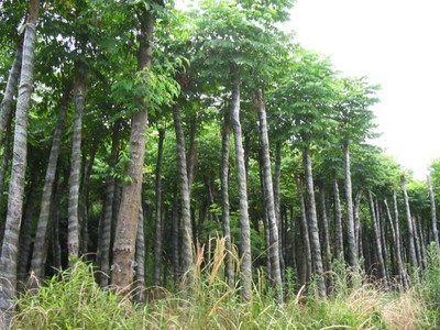 山東北欒#%濟寧北欒@北欒-曲阜紅楓園 產品展示(山東美國紅楓、濟寧日本紅楓、濟寧白蠟)-金泉網