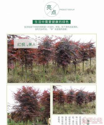 【苗圃基地供應紅楓紅楓樹日本紅楓5公分紅楓】長沙市雨花區綠心苗圃 - 產品庫