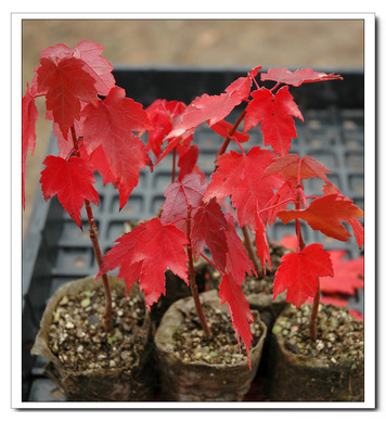 【當年新采紅楓種子,日本紅楓種子,雞爪槭種子,美國紅楓種子】價格,廠家,圖片,花卉種子種苗,沭陽縣卓天花卉園藝場-