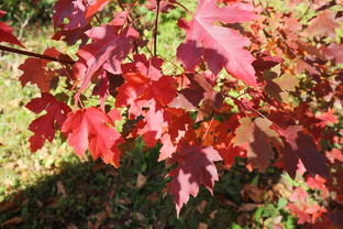 不負秋日好時光 桓仁楓林谷一日游
