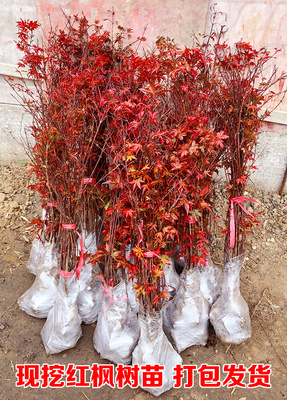 紅楓樹苗日本紅楓中國紅四季紅庭院綠化紅楓紅舞姬盆栽雞爪槭 五角楓 三角楓工地綠化小區綠化苗占地苗