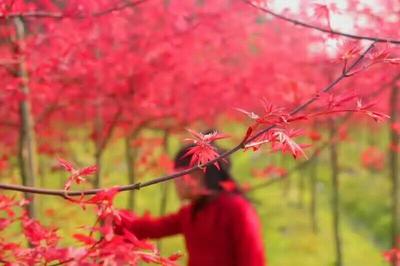 日本紅楓苗那個(gè)品種最紅