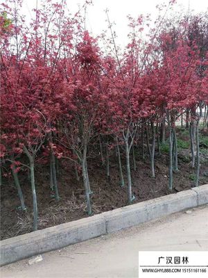 「日本紅楓」日本紅楓圖片_價(jià)格表_基地-沭陽(yáng)縣廣漢園林苗木場(chǎng)