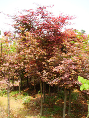 瀏陽(yáng)佳智苗圃引進(jìn)美國(guó)紅楓/日本紅楓 品種經(jīng)過改良 適宜南方生存