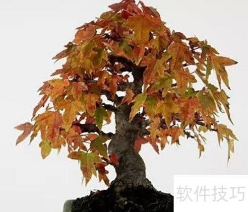 日本紅楓變綠了怎么辦 恢復(fù)紅葉的護(hù)理方法