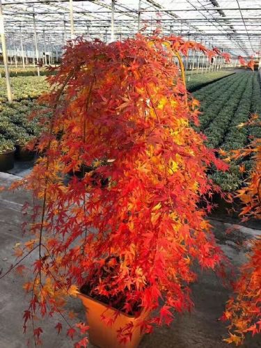 日本紅楓流泉低價(jià)直銷