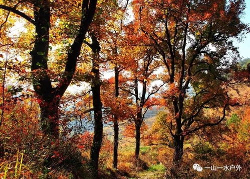 2017年12月10日秋色大片 村長(zhǎng)帶您走進(jìn)雙紅楓古道 車慈嶺,朱錫嶺古道連穿,賞千年古紅楓群