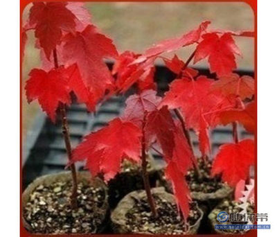 【批發(fā)正宗日本紅楓種子美國(guó)紅楓種子貨真價(jià)實(shí)放心購(gòu)買】沭陽縣飄花香花卉園藝中心 - 產(chǎn)品庫(kù)
