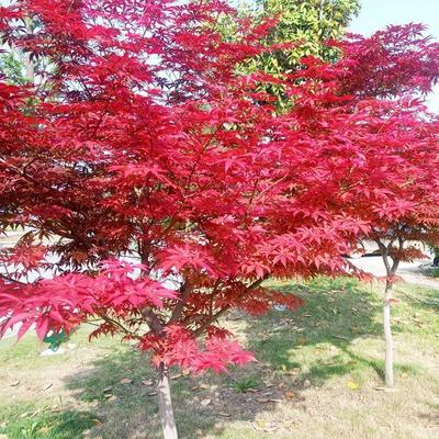 [紅楓批發]山東臨沂郯城縣楓樹 2.00元/棵紅楓 日本紅楓紅舞 _ 一畝田