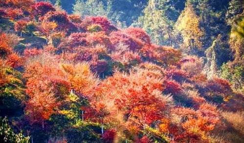 秋日限定,周末,約