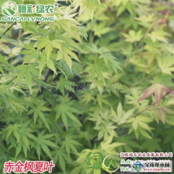 全球花木網歡迎你