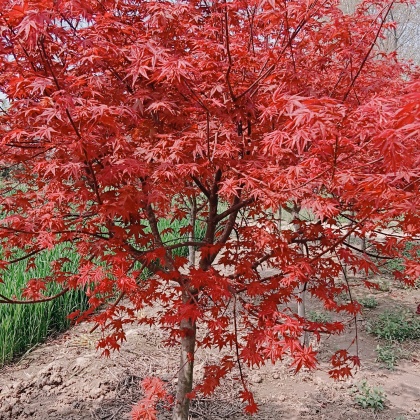 云南昆明日本紅楓 價(jià)格行情走勢(shì) - 一畝田