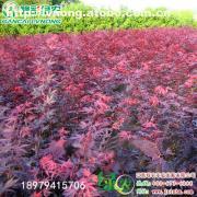 【日本紅楓三季紅】紅楓,價(jià)格,廠家,圖片,供應(yīng)商,花木,宜黃縣綠農(nóng)農(nóng)業(yè)發(fā)展 - 產(chǎn)品庫 - 阿土伯交易網(wǎng)