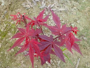 九農(nóng)花木園藝場(chǎng)基地實(shí)拍圖 日本紅楓三季紅