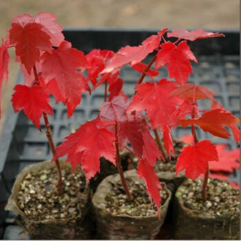 一名花匠 日本紅楓三季紅 嫁接紅楓 美國(guó)紅楓小苗盆景楓樹樹苗盆栽 美國(guó)紅楓80厘米左右高【圖片 價(jià)格 品牌 報(bào)價(jià)】-京東