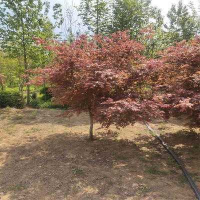 日本紅楓 耐寒耐凍 工程綠化庭院種植 冠幅自然飽滿 全國可發貨