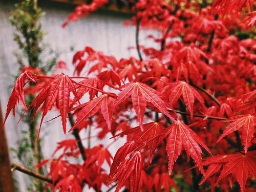 青城山秋日大片來(lái)了 庭院溫泉 日式湯屋 紅楓銀杏泡香湯