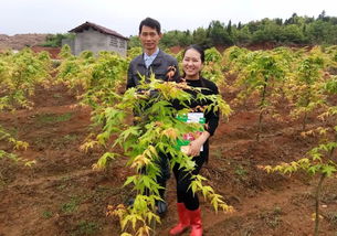 分享華彩三農(nóng)基地實(shí)拍圖 日本紅楓橙之夢(mèng)