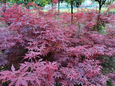 「日本紅楓」桿徑米經(jīng)5-15公分高度250-350厘米冠幅150-200厘米質(zhì)量一級(jí)苗上車價(jià)格電議-產(chǎn)地湖南常德市