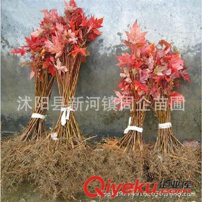 批發(fā)正宗嫁接日本紅楓苗 日本紅楓樹苗 日本紅楓三季紅小苗盆景-沭陽(yáng)縣新河鎮(zhèn)周企苗圃提供批發(fā)正宗嫁接日本紅楓苗 日本紅楓樹苗 日本紅楓三季紅小苗盆景的相關(guān)介紹、產(chǎn)品、服務(wù)、圖片、價(jià)格沭陽(yáng)縣新河鎮(zhèn)周企苗圃、灌木;綠化苗;種子;盆景;果樹苗