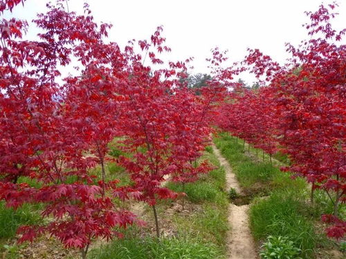 春染九農(nóng)花木 ,美景令人心醉