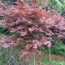 長(zhǎng)沙市雨花區(qū)治維苗圃 供應(yīng)產(chǎn)品