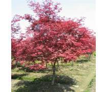 【恒昌種業(yè)美國紅楓樹苗紅點紅冠秋火焰小苗嫁接日本紅楓小苗紅舞姬四季紅楓苗】鹽城市亭湖區(qū)城西恒昌花木經營部 - 產品庫