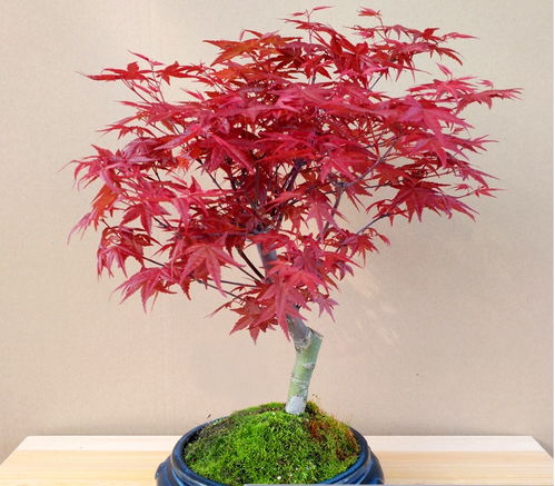 紅楓 主要品種 日本紅楓橙之夢 三季紅 紅舞姬