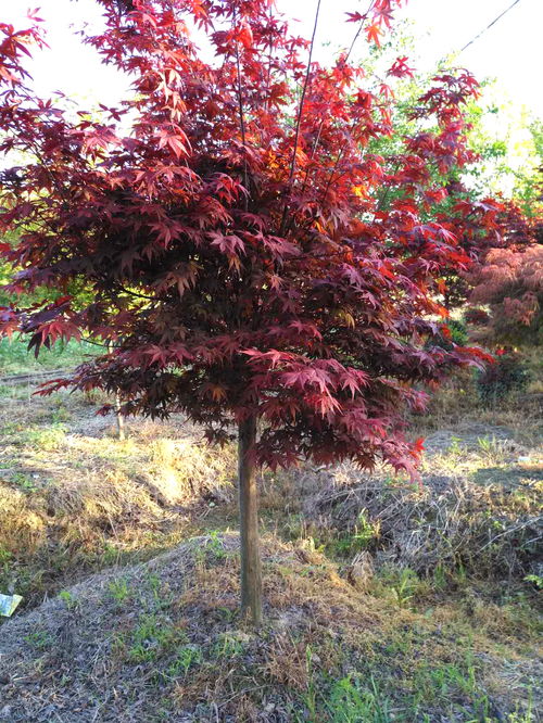 紅楓 主要品種 日本紅楓橙之夢 三季紅 紅舞姬