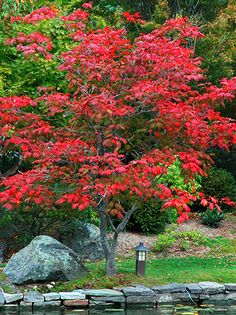 日本紅楓：喬木與灌木形態之美