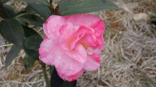 茶花小苗與日本紅楓的批發與采購價格分析