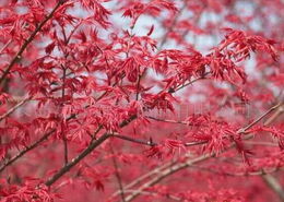 紅楓之美與長島泛洋海產食品的多元發展