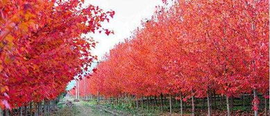 美國紅楓'十月光輝'的種植方法與園林用途，以及小苗價格與基地介紹——兼談日本紅楓的區別