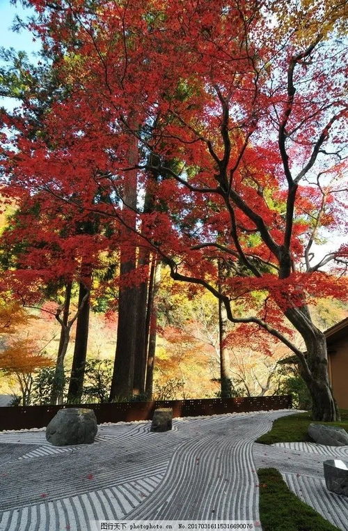 紅的熱烈，簡得禪意 日式庭院中的日本紅楓植物配置藝術